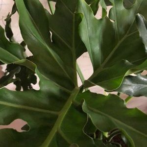 Meet your Posher, Leticia